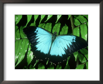 Ulysses Butterfly, Kuranda State Forest, Australia by Michael Fogden Pricing Limited Edition Print image
