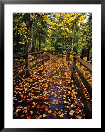 Boardwalk Full Of Maple Leaves At Tahquamenon State Park, Michigan, Usa by Chuck Haney Pricing Limited Edition Print image
