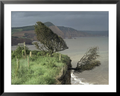 Tree Tumbling Over Cliff Edge, East Devon, England, United Kingdom by Cyndy Black Pricing Limited Edition Print image