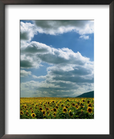 Blue Sky And Clouds Above Acres Of Sunflowers by Fogstock Llc Pricing Limited Edition Print image