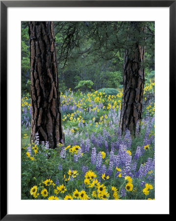 Balsam Root And Lupines Among Pacific Ponderosa Pine, Rowena, Oregon, Usa by Jamie & Judy Wild Pricing Limited Edition Print image