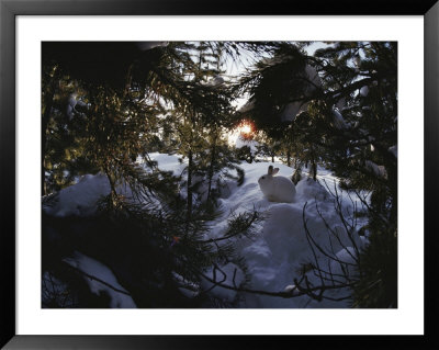 A Snowshoe Hare In A Grove Of Evergreens In Winter by Michael S. Quinton Pricing Limited Edition Print image