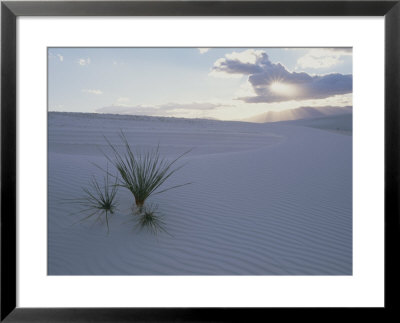 A Lonely Yucca Plant Hangs On In The Middle Of White Dunes by Bobby Model Pricing Limited Edition Print image