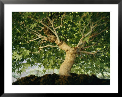 A Bonsai Japanese Maple Tree (Acer Palmatum) by Darlyne A. Murawski Pricing Limited Edition Print image