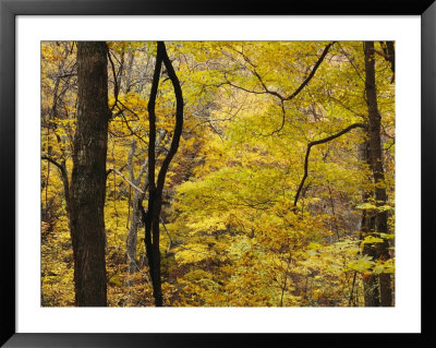 Fall Leaves Begin To Turn In Dick Cove, An Old Growth Forest by Stephen Alvarez Pricing Limited Edition Print image
