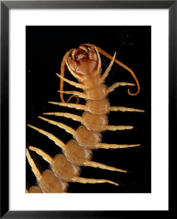 A Giant Desert Centipede Six Inches In Length by George Grall Pricing Limited Edition Print image