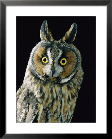 A Long-Eared Owl by George F. Mobley Pricing Limited Edition Print image