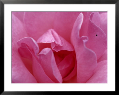 A Close View Of The Petals Of A Pink Rose by Todd Gipstein Pricing Limited Edition Print image