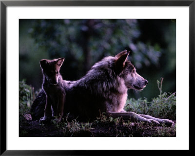 Captive Wolf Pup With Parent by Joel Sartore Pricing Limited Edition Print image