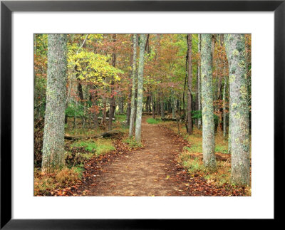 Forest Trail, Cades Cove, Great Smoky Mountains National Park, Tennessee by Richard Cummins Pricing Limited Edition Print image