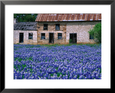 Field Of Blubonnets, Marble Hill Area, Texas, Usa by Richard Cummins Pricing Limited Edition Print image