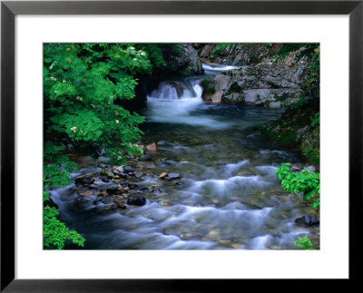 River In Springtime In Aomori-Ken, Shirakami Sanghi, Japan by Mason Florence Pricing Limited Edition Print image