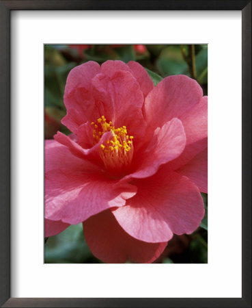 Camellia (Mirage), Shrub by Mark Bolton Pricing Limited Edition Print image
