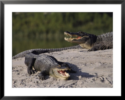 American Alligators In A Breeding Pond by Raymond Gehman Pricing Limited Edition Print image