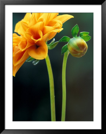 Dahlia Detail, Bellevue Botanical Garden, Washington, Usa by Jamie & Judy Wild Pricing Limited Edition Print image