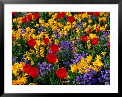Flowers In Trentham Gardens, England, Trentham, United Kingdom by Chris Mellor Pricing Limited Edition Print image