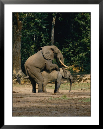 Two African Forest Elephants Mating by Michael Fay Pricing Limited Edition Print image