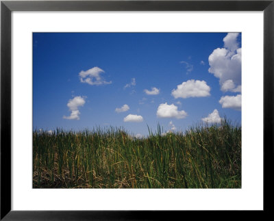 Puffy Clouds Fill A Blue Sky Over Tall Grasses In The Everglades by Raul Touzon Pricing Limited Edition Print image