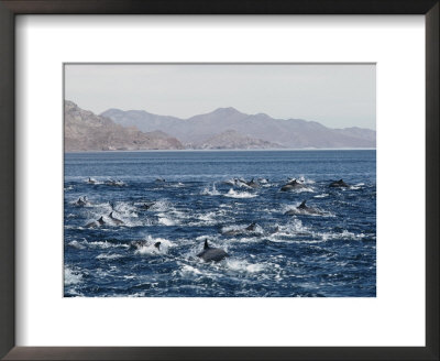 Porpoises Leap From The Waters Of The Gulf Of California by Walter Meayers Edwards Pricing Limited Edition Print image