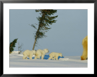 Polar Bear Triplets Follow In Their Mothers Footsteps by Norbert Rosing Pricing Limited Edition Print image