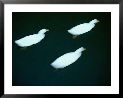 A Trio Of Ducks Dart Through The Water by Jason Edwards Pricing Limited Edition Print image