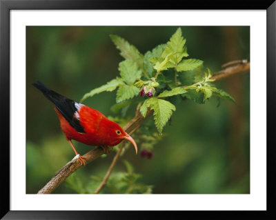 View Of An Iiwi Bird On Akala Or Hawaiian Raspberry by Chris Johns Pricing Limited Edition Print image