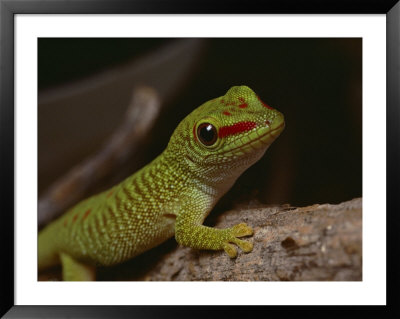 Madagascar Gecko, Bred In Captivity At Fort Worth Zoological Parks Reptile Facility by Bates Littlehales Pricing Limited Edition Print image