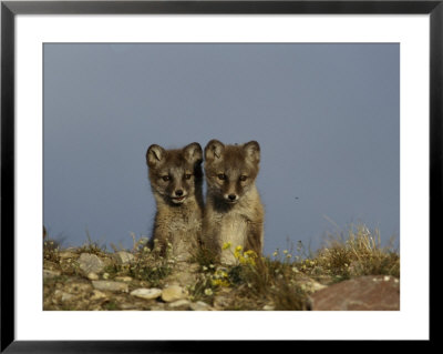A Close View Of Two Young Arctic Foxes by Norbert Rosing Pricing Limited Edition Print image