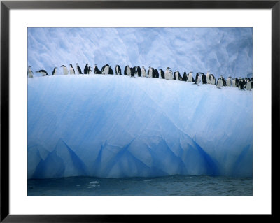 Chinstrap Penguins Lined Up Along A Blue Iceberg by Ralph Lee Hopkins Pricing Limited Edition Print image