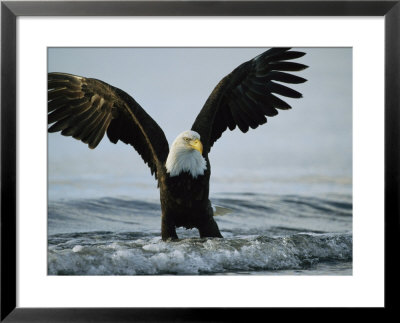 American Bald Eagle Grasps Its Prey Below The Water by Klaus Nigge Pricing Limited Edition Print image