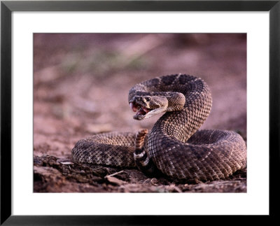 Diamondback Rattlesnake (Crotalus Atrox) by Joel Sartore Pricing Limited Edition Print image