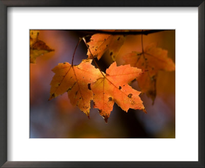 Maple Leaves In The Fall In Middlebury, Vt by Joel Sartore Pricing Limited Edition Print image