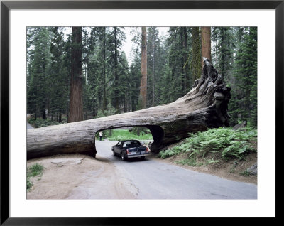 Tunnel Log, 275 Ft Long, Which Fell In 1937, Sequoia National Park by Ursula Gahwiler Pricing Limited Edition Print image
