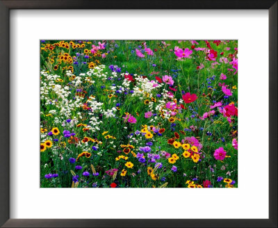 Colourful Wildflowers, Usa by Richard I'anson Pricing Limited Edition Print image