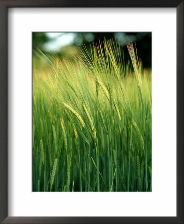 Barley In Summer, Scotland by Iain Sarjeant Pricing Limited Edition Print image
