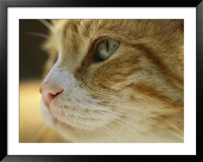 A Close View Of The Profile Of A Domestic Cat by Joel Sartore Pricing Limited Edition Print image