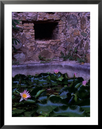 Lilies And 17Th Century Ruins, Virgin Islands National Park, St. John, Caribbean by Jerry Ginsberg Pricing Limited Edition Print image