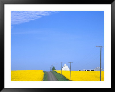 Road Running Through Canola Field With Gray Barn, Grangeville, Idaho, Usa by Terry Eggers Pricing Limited Edition Print image