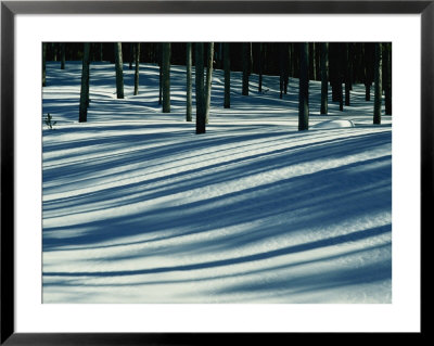 Winter Woodland View Of A Lodgepole Pine Forest In Wyoming by Raymond Gehman Pricing Limited Edition Print image