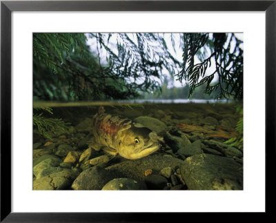 Salmon, Clayoquot Sound, Vancouver Island, British Columbia by Joel Sartore Pricing Limited Edition Print image