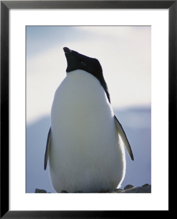 An Adelie Penguin by Bill Curtsinger Pricing Limited Edition Print image