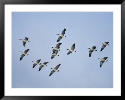 Canada Geese Fly In Formation by Michael S. Quinton Pricing Limited Edition Print image