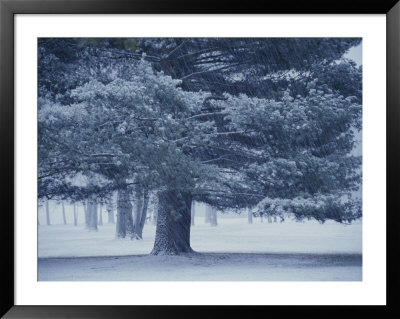 Falling Snow Streaks Past A Large Pine Tree During A Storm by Stephen St. John Pricing Limited Edition Print image