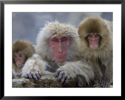 Adult And Two Young Japanese Macaques (Snow Monkeys) On Rock Ledge by Roy Toft Pricing Limited Edition Print image