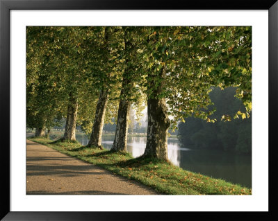 Plane Trees Beside The River Saone Near Macon, Saone Et Loire, Burgundy, France by Michael Busselle Pricing Limited Edition Print image