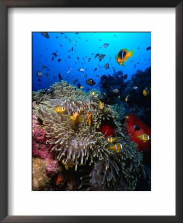 Stonefish On Jackson Reef In Red Sea, Tiran Island, Egypt by Mark Webster Pricing Limited Edition Print image