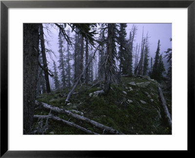 Dead Trees, Colorado by Michael Brown Pricing Limited Edition Print image