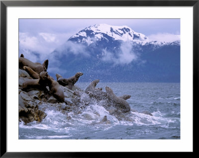 Stellar Sea Lions, Glacier Bay, Alaska, Usa by Gavriel Jecan Pricing Limited Edition Print image