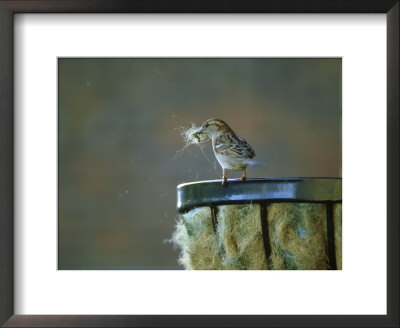 House Sparrow, Female Collecting Nesting Material, Sussex by Ian West Pricing Limited Edition Print image