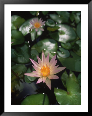 Water Lily, St. Thomas by Bob Coates Pricing Limited Edition Print image